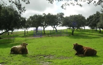 Finca cinegética ganadera Aliseda