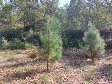 Land in Torre e Portela