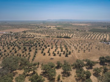 Terre à Casa Branca