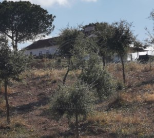 Casas rústicas 2 Habitaciones en Azinheira Barros e São Mamede do Sádão