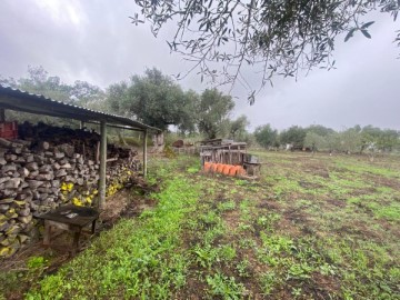 Terreno em Torrão