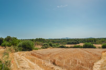 Terreno Santa Margalida (4)