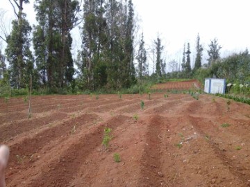 Terreno em Calheta