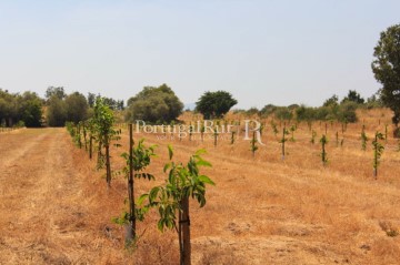 plantação de nogueiras