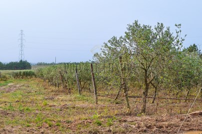 Terreno_agrícola_olival