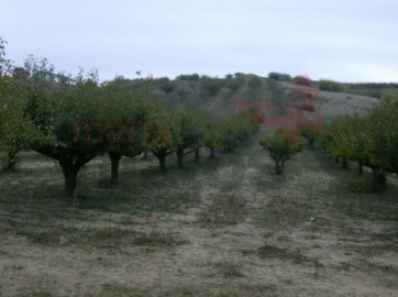 Terreno agrícola com pomar de macieiras e pereiras
