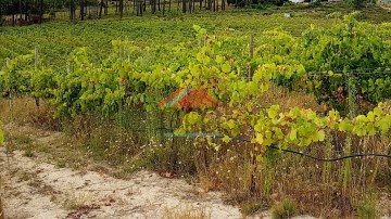 Terreno com vinha, Troviscoso, Monção, terreno