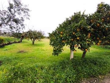 fruit trees