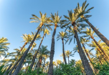 Maison 6 Chambres à Elche Ciudad