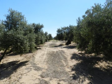 Casas rústicas en Bailén