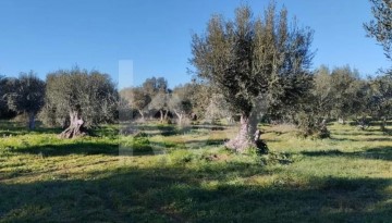 Terrenos en Grândola e Santa Margarida da Serra