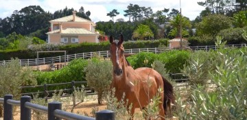 Moradia 7 Quartos em Mafra