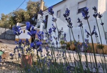 Moradia 3 Quartos em Achete, Azoia de Baixo e Póvoa de Santarém