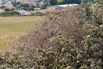 Terreno em Ventosa