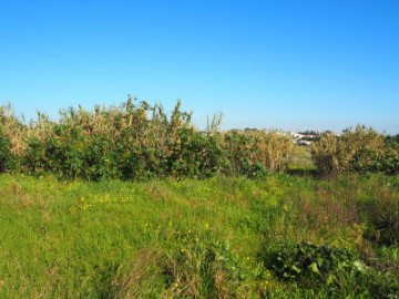 Land in S.Maria e S.Miguel, S.Martinho, S.Pedro Penaferrim