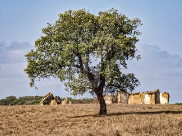 Quintas e casas rústicas 1 Quarto em Santiago do Cacém, S.Cruz e S.Bartolomeu da Serra