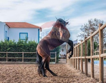 Moradia 3 Quartos em Golegã