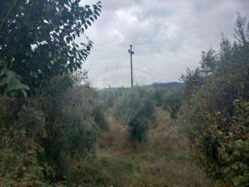 Terreno em São Miguel do Rio Torto e Rossio Ao Sul do Tejo