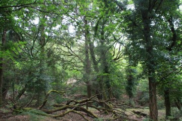 Terreno em Campelo