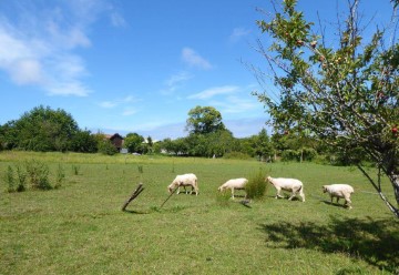 Country homes in São Felix da Marinha