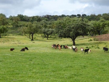 Maisons de campagne 4 Chambres à Portel