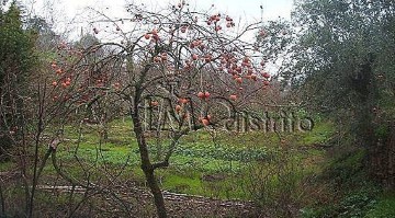 Terreno em Santiago Maior