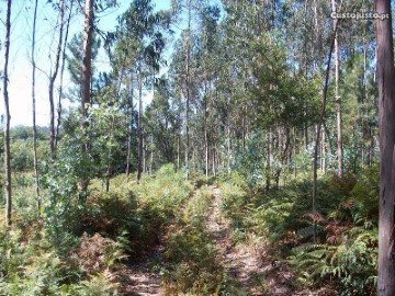 Terrenos en Junqueira