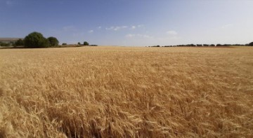 Terrenos en Mondéjar