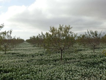 Terrenos en Pedro Muñoz