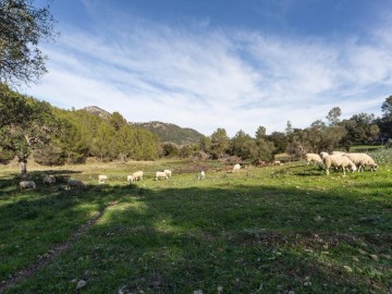 Terrenos en Moscari