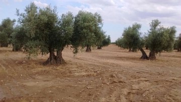 Terrenos en Mora