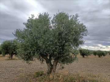 Terre à Villaminaya