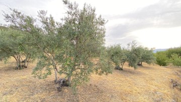 Terrenos en El Torno