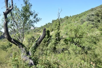 Terrenos en Peñarroya de Tastavins