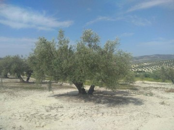 Terrenos en Palomarejo