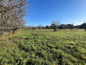 Terrenos en Campanet