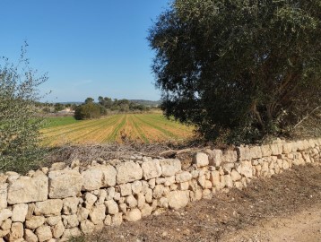 Terrenos en Algaida