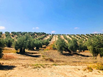 Terrenos en Torre del Campo