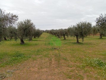 Terrenos en Montijo