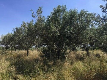 Terrenos en Sant Joan de Mollet