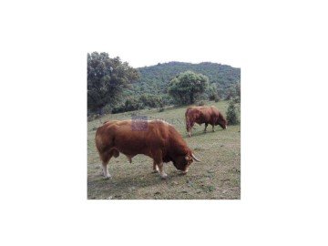 Casas rústicas en Casillas de Coria