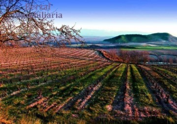 Terrenos en Baños de Ebro / Mañueta