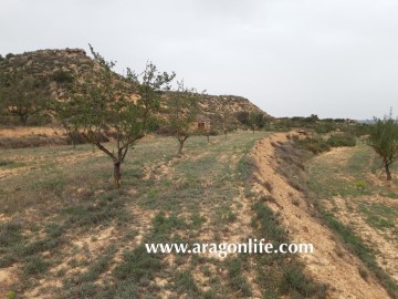 Terrenos en Maella