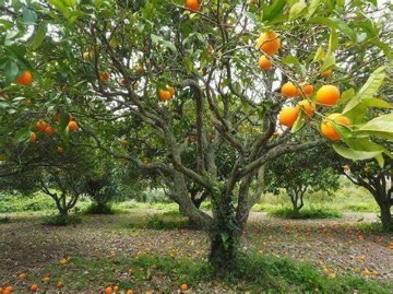 Terrenos en Puig