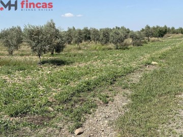 Terrenos en Fuentes de Andalucía