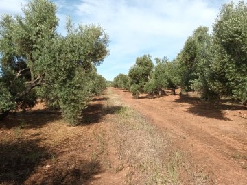 Terrenos en El Porrosillo