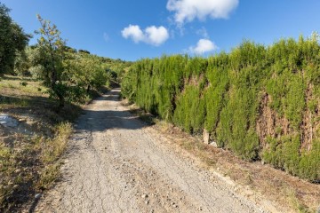 Terre à Pinos Genil