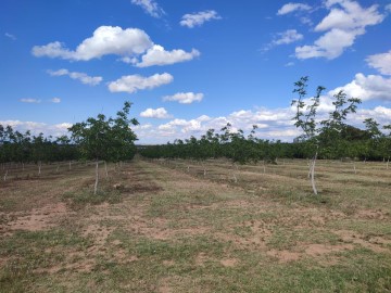 Terrenos en Les Borges Blanques