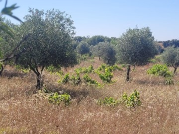 Terrenos en Cazalegas