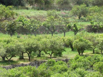 Terreno em el Algar